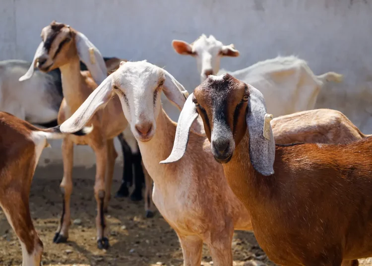 goats preparing to eat