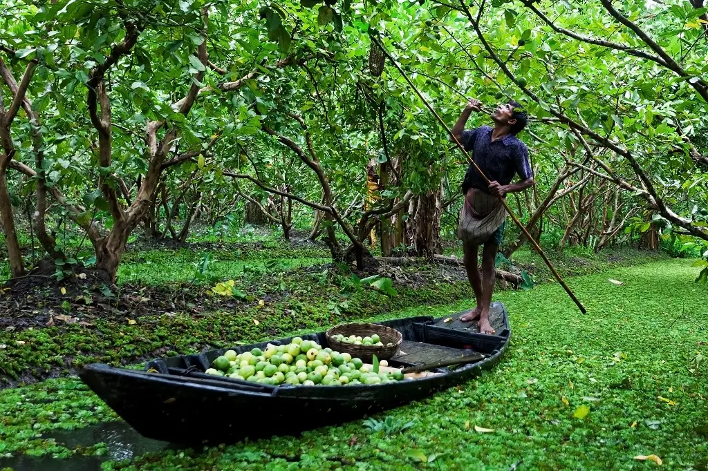 farmer harvesting guava