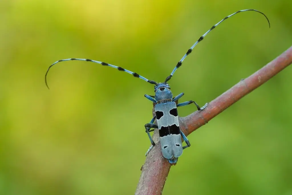 asian long horn beetle