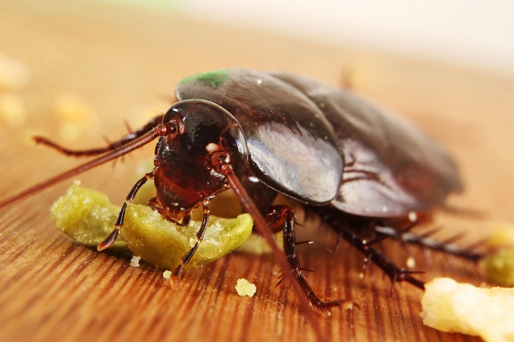 cockroach eating crumb