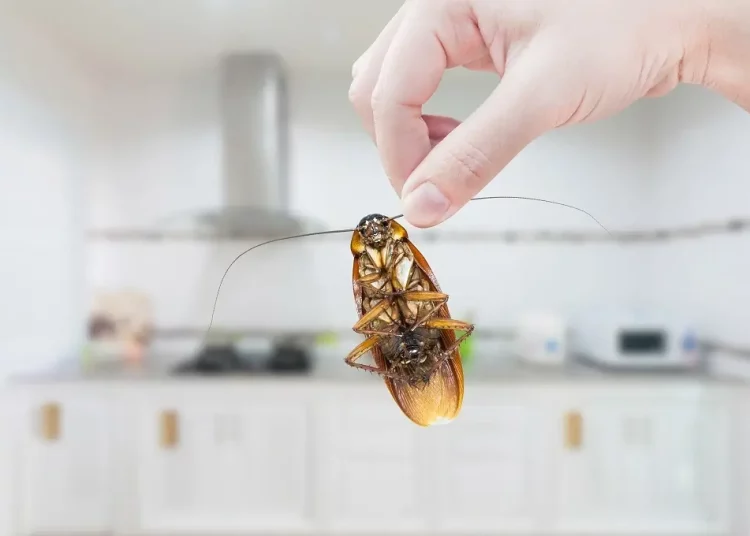 roach killer vs cockroach