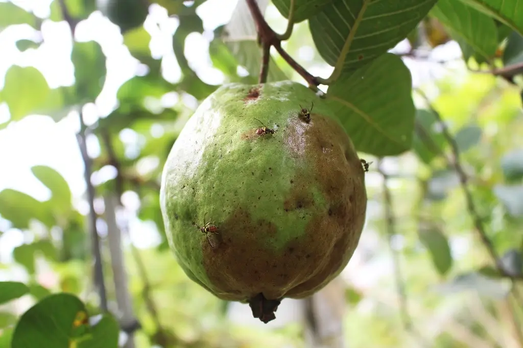 common guava diseased