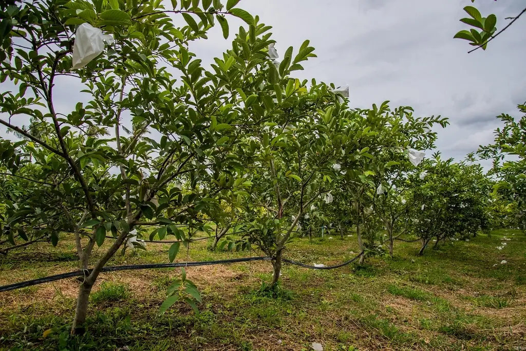 guava field