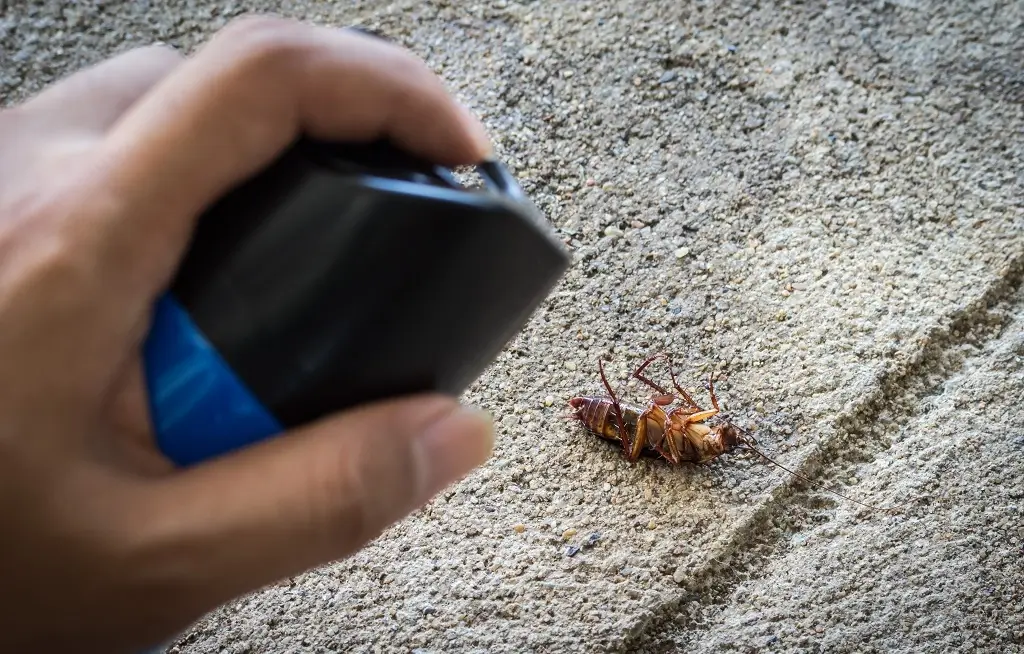 killing baby cockroach with insecticides