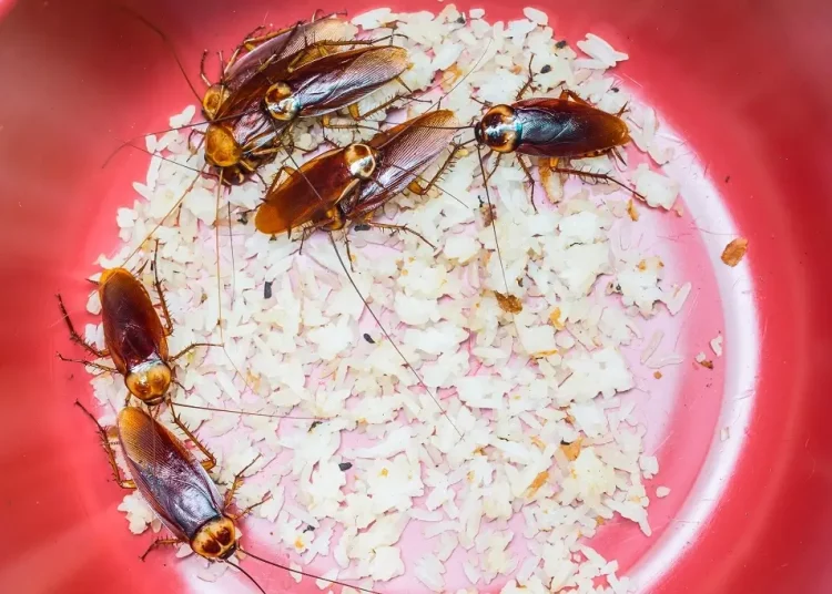 palmetto roaches eating food