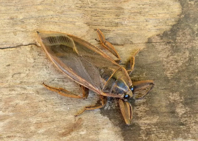 water bug look likes cockroach