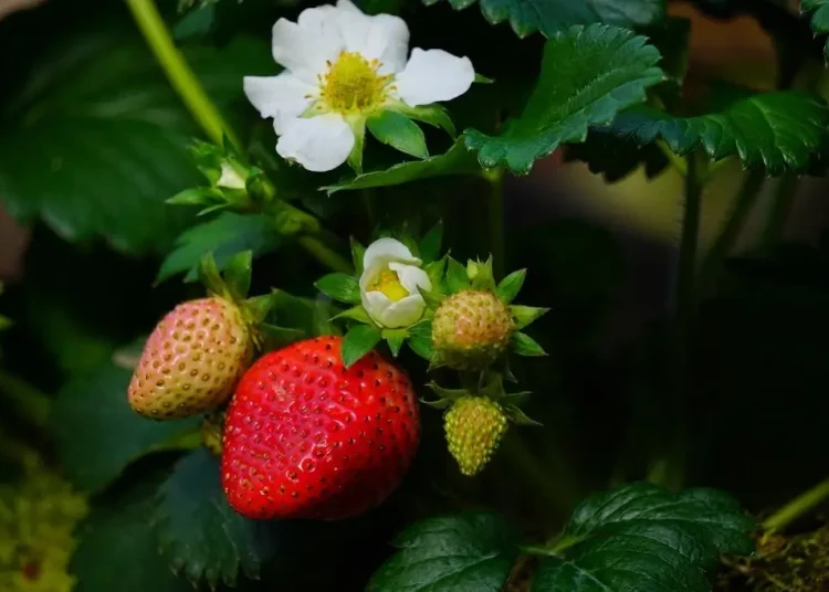 strawberry plant with fruits